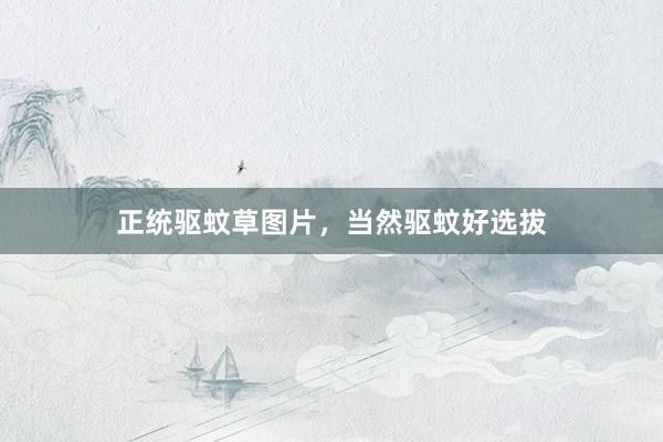 正统驱蚊草图片，当然驱蚊好选拔